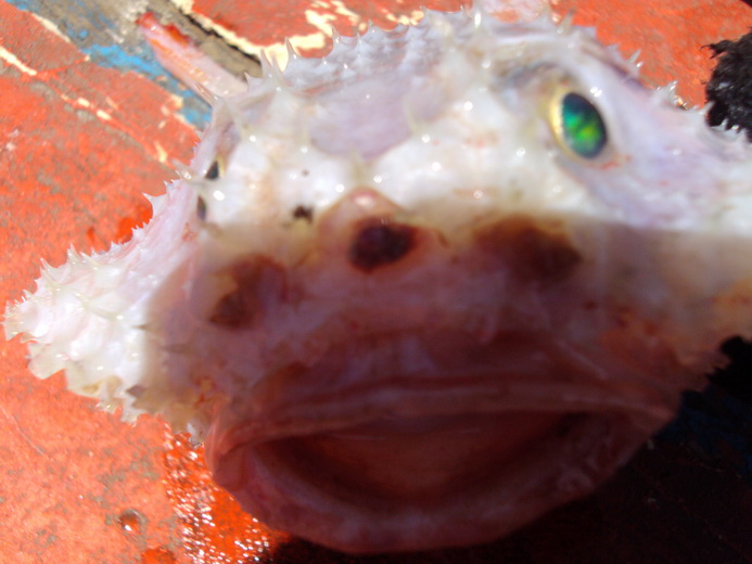  :spineyes: :spineyes: :spineyes: :spineyes:
