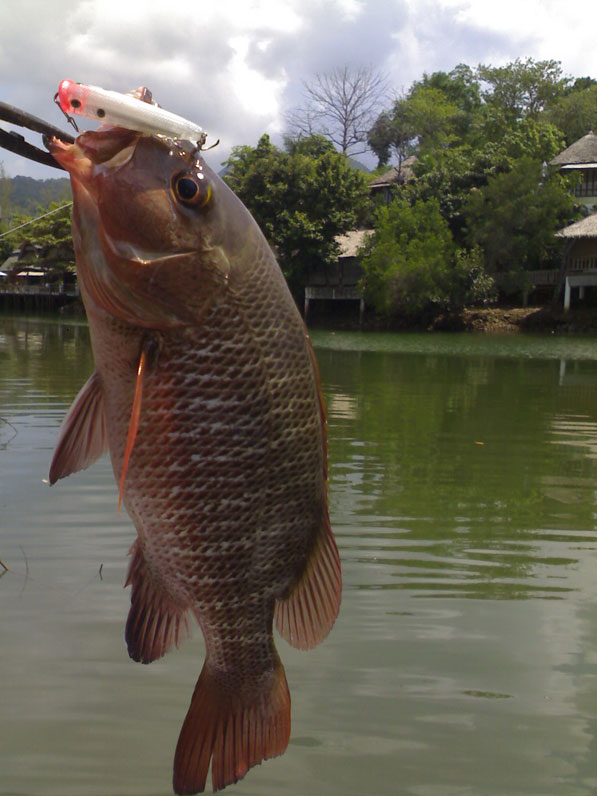 ผมไม่เคยคิดเลยว่าจะตกปลาชนิดนี้ขึ้นมาได้ :blush: :love: :love: