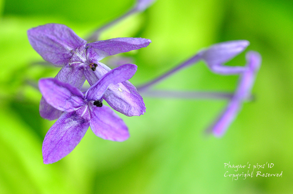 
ภาพนี้จากเลนส์มาโคร55mm.    :grin: :grin: