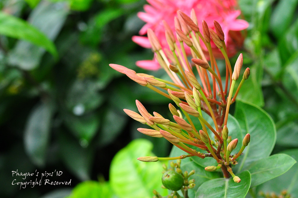 
นี่ก็อีกภาพนึง  ถ่ายจากเลนส์ด้านบนครับ  Nikkor AF 35-70 mm    :grin: :grin: :grin: