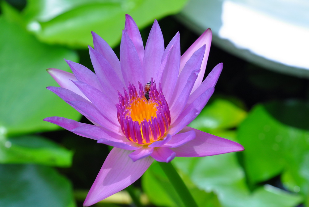 D90 55 mm MACRO 