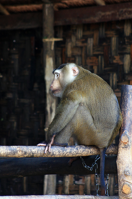 เจ้านี่ขาใหญ่ของที่นี่ :cool: