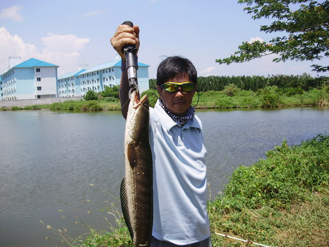 ไซส์เกือบ 2 โล .................. เก็บภาพไม่หมด  :cheer: :cheer: :cheer: