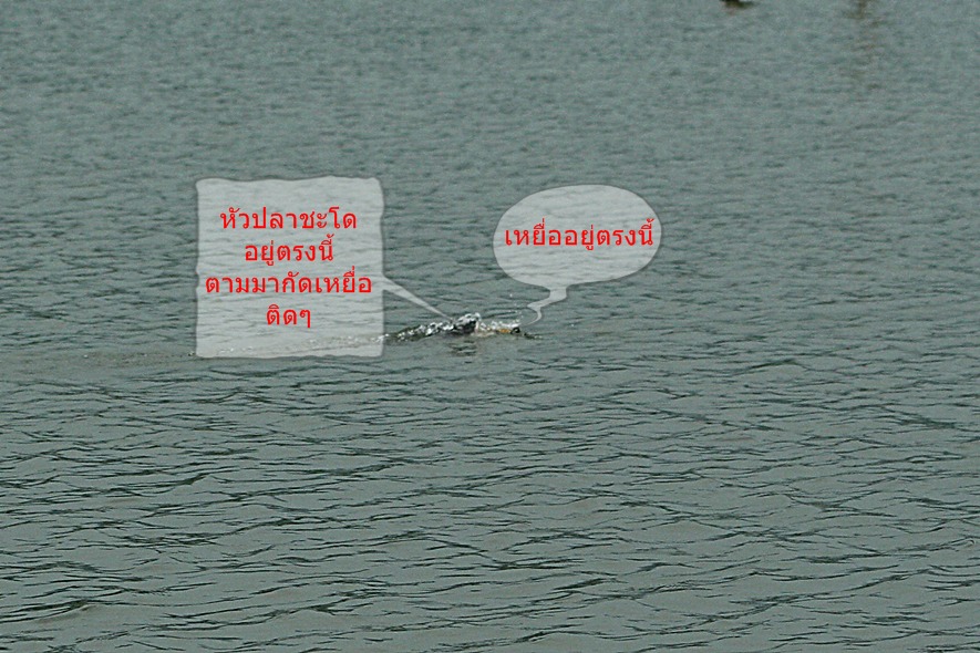 ดูดีๆมีเสียว
