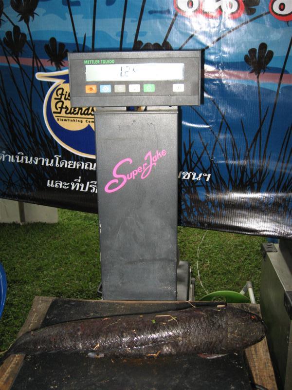ปลาช่อนตัวที่เห็นภาพข้างบนค๊ะ นน.1.2 กก.ค๊ะ  :umh: :umh: :umh: :umh: :umh: :umh: :umh: :umh:

....