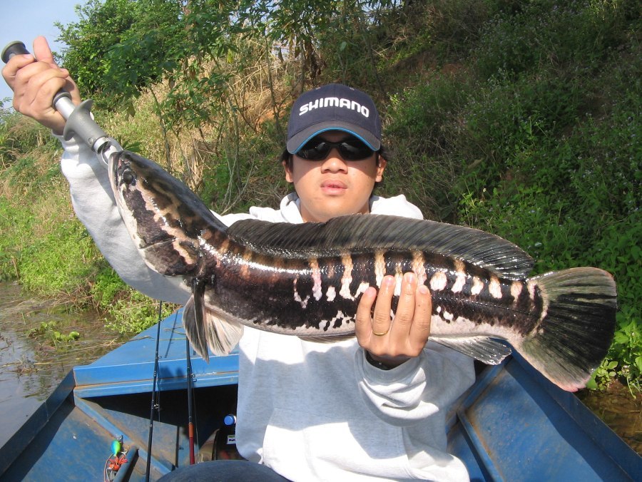ตัวนี้ที่เขื่อน ลำแซะ  :kiss: :kiss: :kiss: