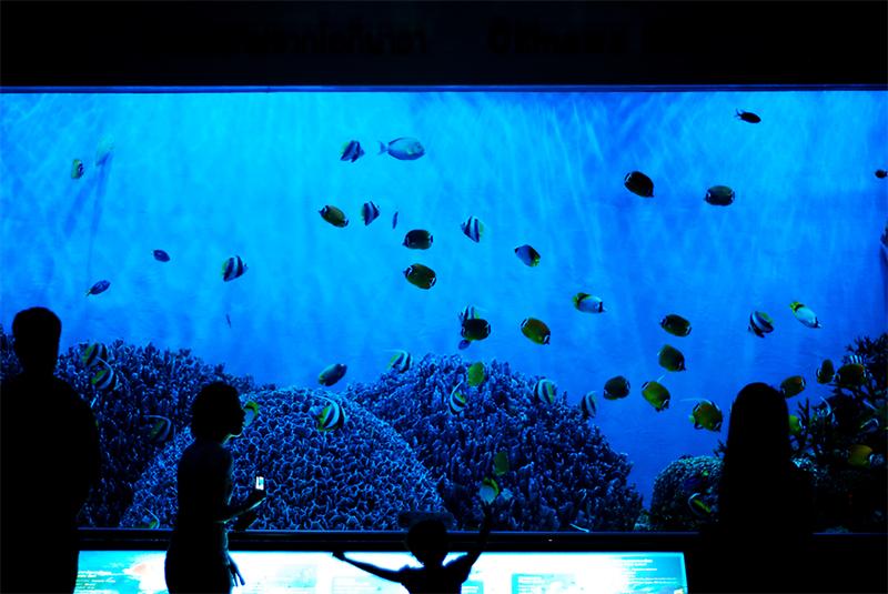  [b]หมายเลข : 60               ชื่อภาพ " Sea Family "[/b]