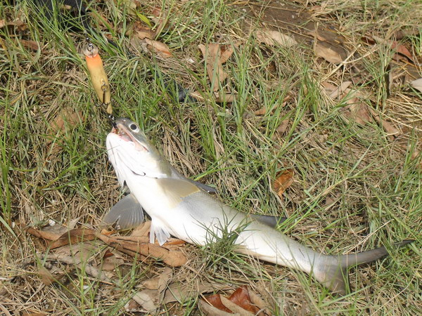  :ohh: :love:
เต็มๆครับ รอดยากอย่างนี้  :umh:

 [q]++++ครับ[/q]
หวัดดีครับน้า fishingjoke มาชมต่
