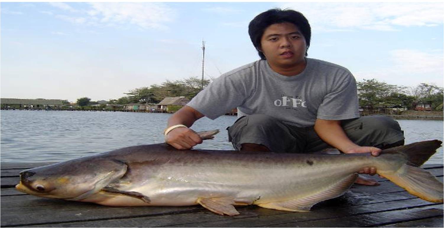 ตัวนี้จากบึงครับ
คันเพื่อนรอกเพื่อนเหยื่อเพื่อนครับ :laughing: :laughing: :laughing: