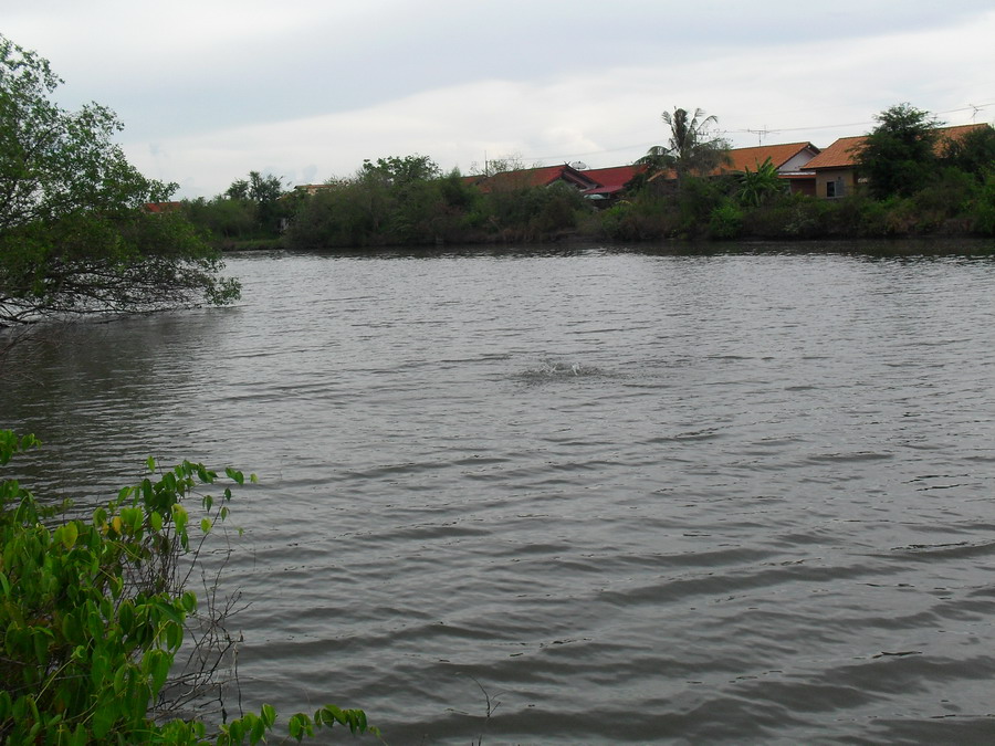 ถ่ายรูปปลานิลใหญ่เสร็จได้ยินเสียงปลากัด ตั๊บบบบบบบบ.....หันไปข้างๆ น้าอมรนี่นา จัดกุเราอีกแว๊ววววววว