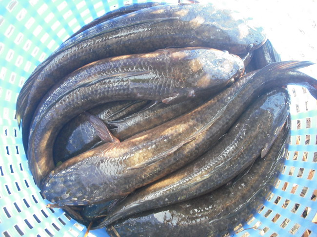 ปลาบ่อนี้ตัวใหญ่ทั้งนั้น ..................... เล็กสุดน่าจะเกือบโล  :cheer: :cheer: :cheer: