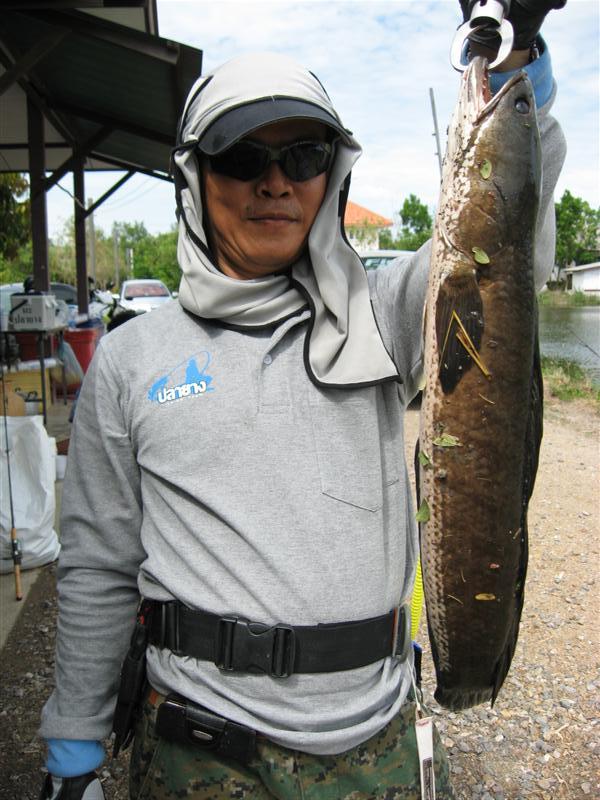 สังเกตุปลาของ น้าผู้พัน นะครับ อ้วนปุกเลยครับ  :umh: :umh: :umh: :umh: :umh: :cool: :cool: :cool: :c