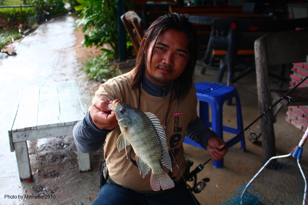 หลังฝนหยุดเริ่มมีปลานิลมากินเหยื่อบ้าง :grin: