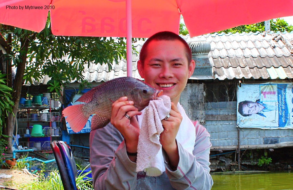 ปลานิลของพี่เน็ต :smile:
______________________________________
วัสดีครับน้า [b]fishingjoke[/b]

