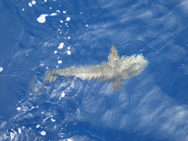 เห็นตัวแล้วครับ cobia หรือ ปลาช่อนทะเล ไม่เล็กครับไซด์นี้กะจากสายตาประมาณ10กิโลได้ครับ

แต่อนิจจา 