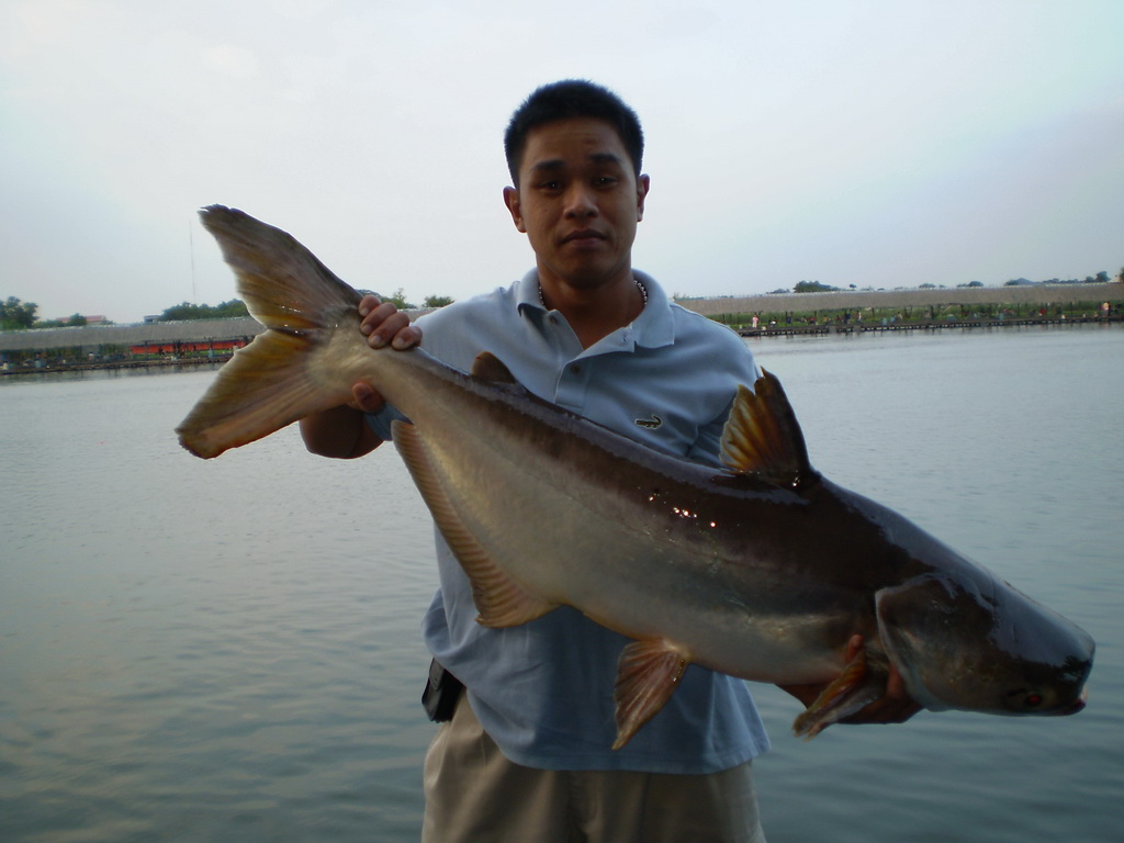 น้า attara  บ้านปลายี่สกไทย 600.- ครับน้า ปลาอยู่หน้าบ้านเลย ไม่ต้องตีไกล

เหยื่อก้อ รำ + น้ำบ่อ ต
