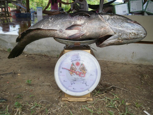 เจ้าบ่าวพิกัดอยู่ที่6โล2ครับ
กินข้า