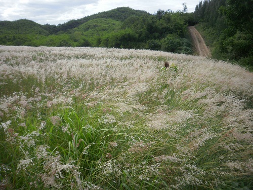 แวะข้างทางกันกับดอกหญ้าสวยๆหน้าบ้