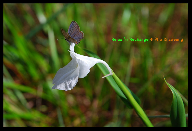 สวัสดีฆ่ะน้า eak, น้า chakrit
++++++++++++++++++++++++++++++++++++++

ขอสาระกันนิดนึงกับ เปราะภู