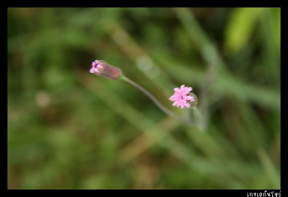 หญ้าดอกขาว 

ถ้านึกไม่ออกให้นึกภาพ