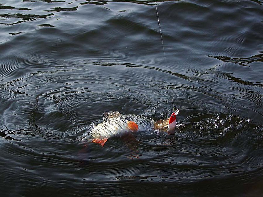  [b]หมายเลข : 154       ชื่อภาพ   " My lure ~ My fish "[/b]