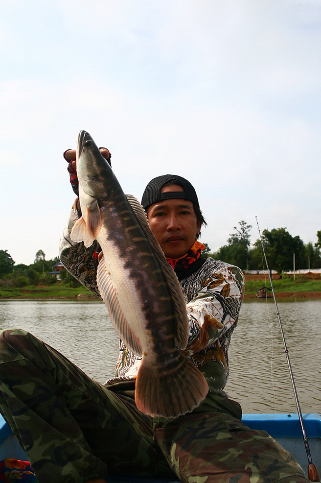 ตัวก็ขนาดเดียวกันกับที่ได้ก่อนหน้าสงสัยฝูงเดียวกันแน่ๆเลย  :grin: