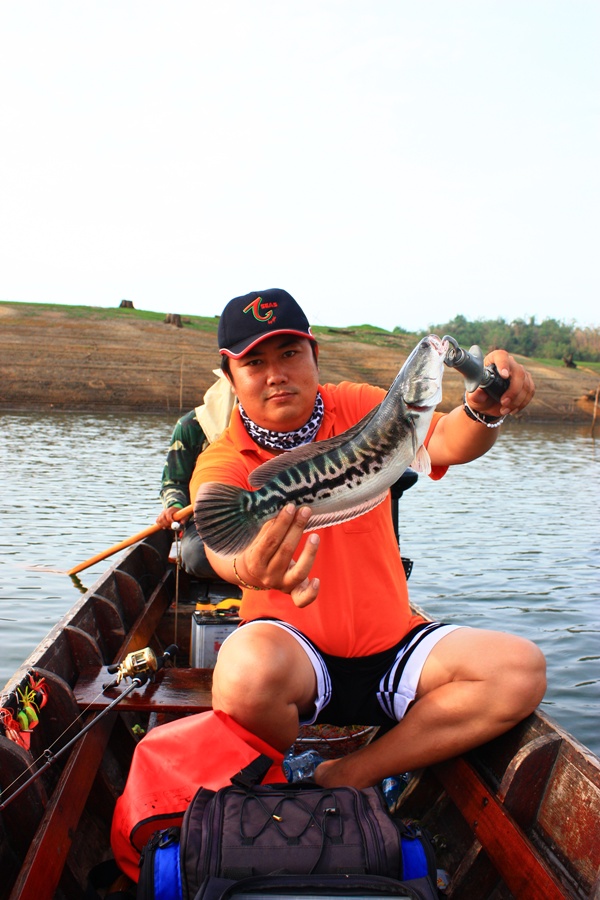 ชะโดลายสวยครับ :cheer: