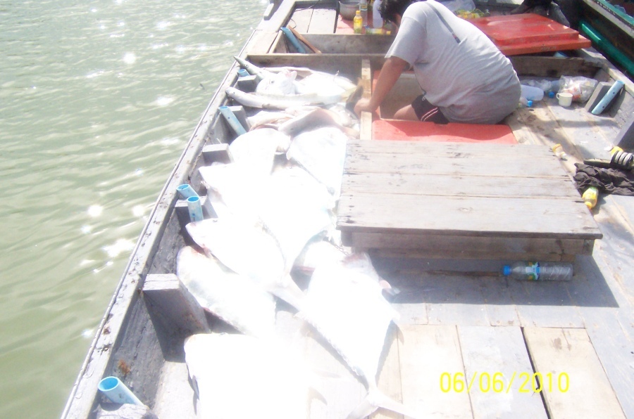 ถึงท่าเรือ ก็เริ่มเอาปลาออกจากท้องเรือ


 :laughing: :laughing: :laughing: