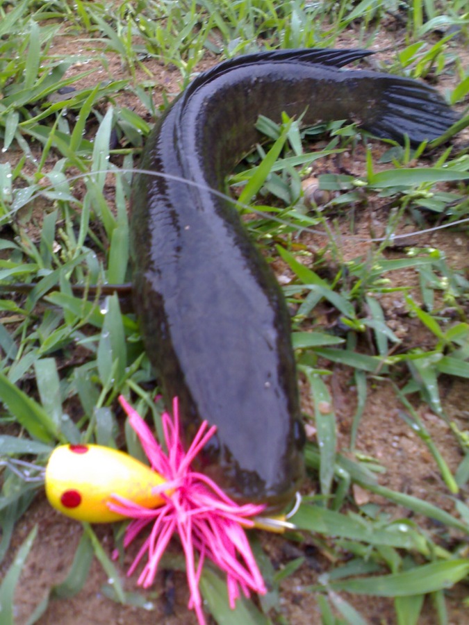 [q] สวัสดีครับน้าfishingjoke [/q]

****************************************

วันนี้เดินวนจนเกือบ