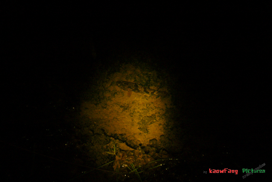 กิจกรรมกลางคืน ตามล่าปลาบู่ 



ภาพนี้เป็นภาพสุดท้ายก่อนที่กล้องจะมีอาการเดิม คือ จอกล้องดับ


