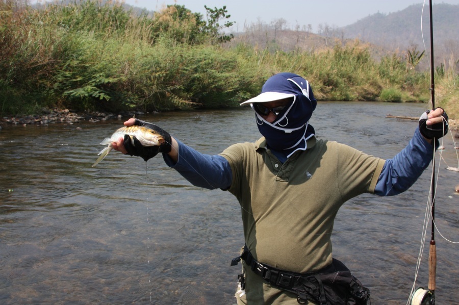 นี่ไงปลาพลวง (Soro brook carp) อยู่ในวงศ์ปลาตะเพียน บางครั้งทีกินมันอาจมึนเมาได้เพราะพิษที่สะสมในตัว