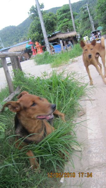 ไปทานข้าวที่บางเบ้ากันครับ 
เจอะเจ้าตัวนี้เข้า หมารัยไม่รู้ หูเหมือนกวาง  :laughing: :laughing: :la