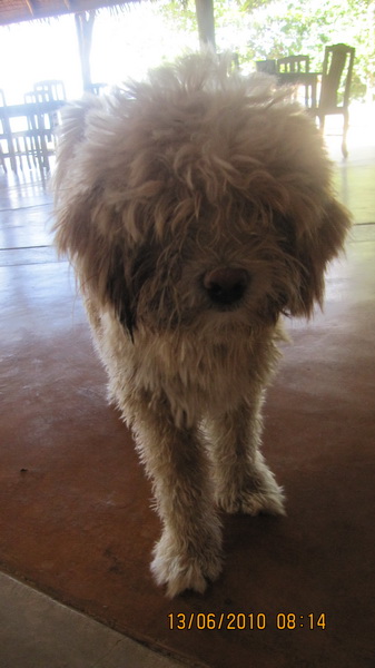 เจ้าตัวฟูนี่อยู่ที่รีสอต เห็นนอนอยู่นึกว่าผ้าถูพื้น  :laughing: :laughing: :laughing: