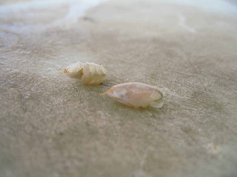  [b]   จั๊กจั่นทะเล[/b]

        [b]จักจั่นทะเล อยู่ในไฟลัม Arthropoda ซับไฟลัม Mandibulata จักจั่