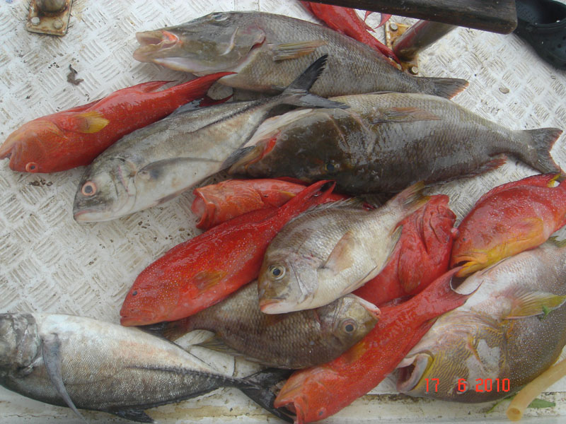 รูปในเรือหมดแล้วนะครับ เหลือแต่รูปปลารวม บนฝั่ง
ขอไปรับลูกสาวก่อนนะครับ แล้วจะมาลงรูปปลารวมต่อให้เส