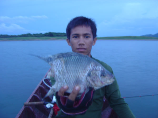 ปลานิลตัวนี้แสดงให้เห็นว่า ชะโดใหญ