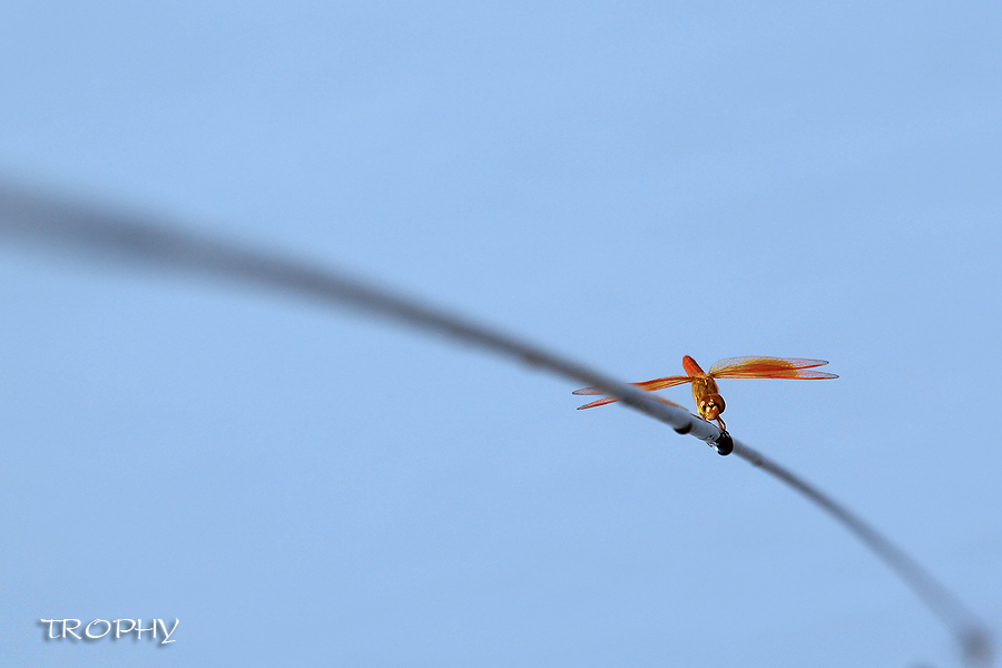 ลงเบ็ดปุ๊ป ก็มาตามนัดทันทีเลยครับ Dragon Fly เจ้าเดิม  :laughing: