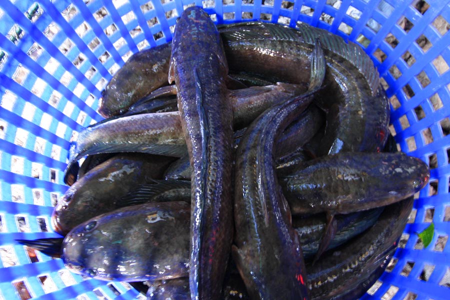 ได้หลายโลอยู่รอบเช้า