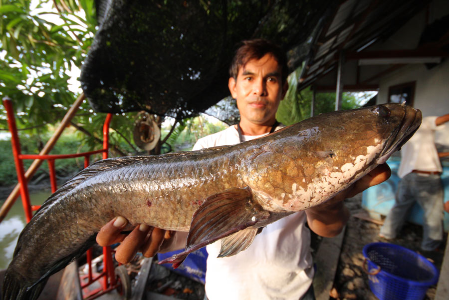 โฉมหน้าคนได้ตัวใหญ่สุด