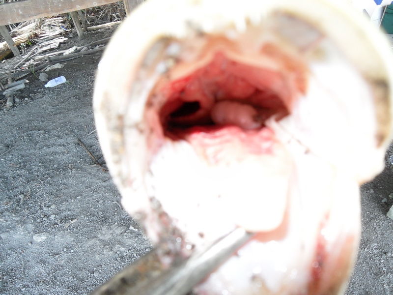 เม่น เม่น  มาดูสิปลามันกินอะไร :laughing: :laughing: :laughing: :laughing: :laughing: :laughing: