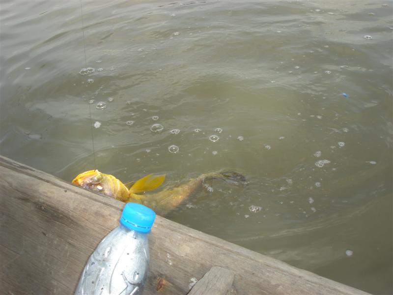 ตัวนี้ของผม....ลากเข้ามาข้างๆเรือ   :smile: