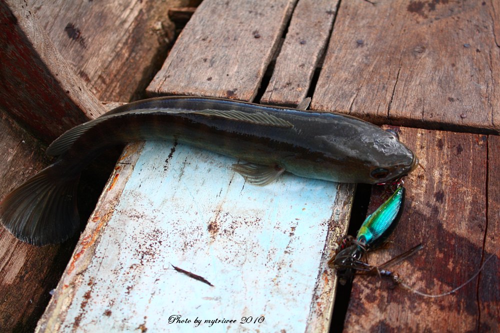 ไม่กี่ไม้    Gian Snakehead ป๊อกก็ขึ้นมาอยู่บนเรือ :grin: