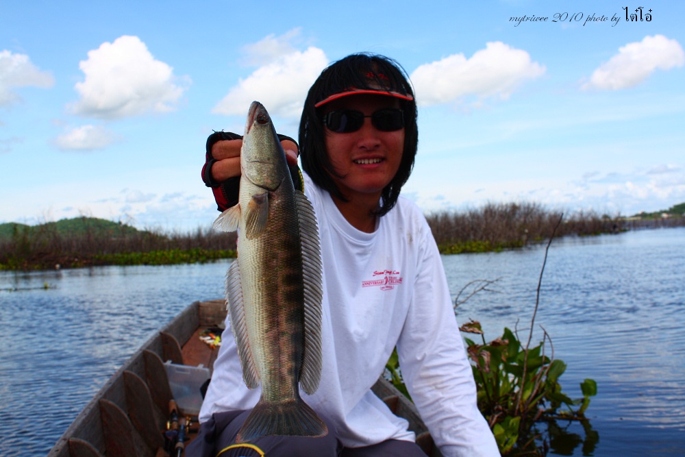 Giant Snakehead..........ป๊อกๆที่บางพระ