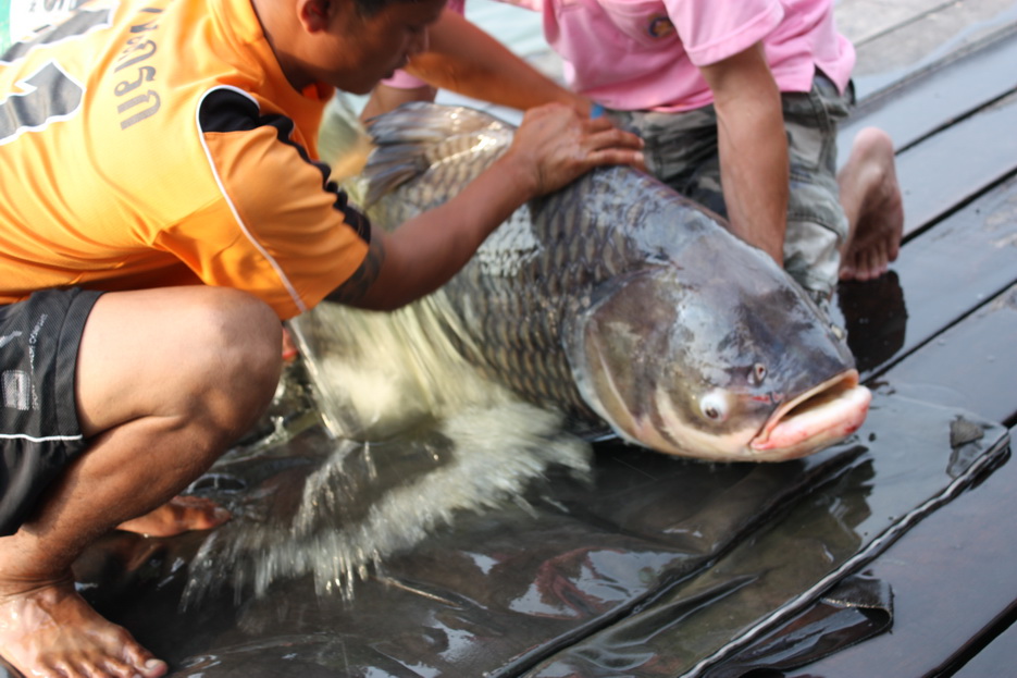 ช่วงเช้ามีชาวต่างชาติอัดกระโห้ขึ้นมา ใหญ่น่าดู
 :umh: :umh: