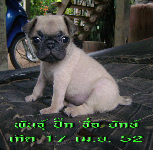 [q][i]อ้างถึง: ~~อากาศ~~ posted: 26-06-2553, 21:55:02[/i]

หวัดดีอีกรอบครับน้าหนู

  ช่วงนี้ต้อง