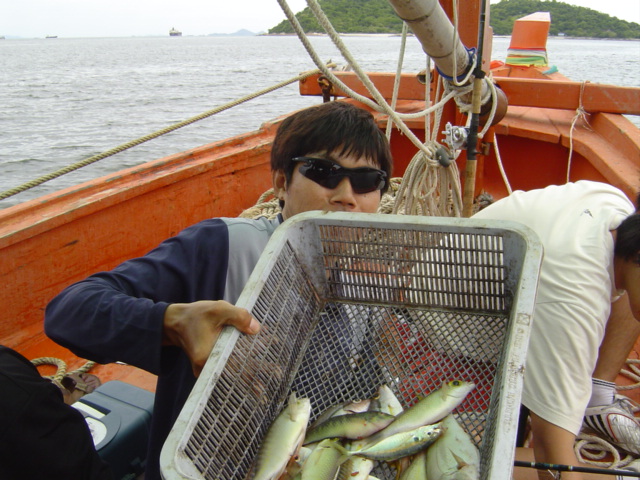 show ปลาอีกรอบ จริงๆได้มากกว่านี้ครีบ แต่ไม่ได้ถ่ายรูปไว้มัวแต่ตกปลา ตกปลาเล็กมันดีตรงที่ปลากินไวครั
