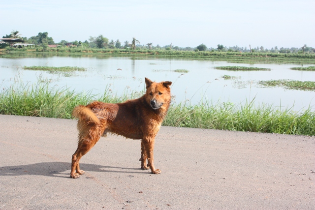  ตัวนี้ลูกน้องผม
 :laughing: :laughing: :cheer: