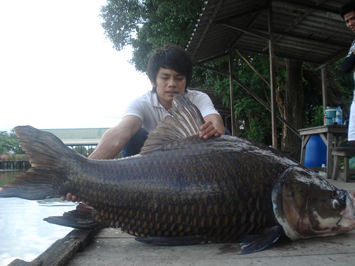 ไม่เจอมานานแล้วกระโห้.......จาก...การตีเม็ดโดด.. :cheer: :cheer: