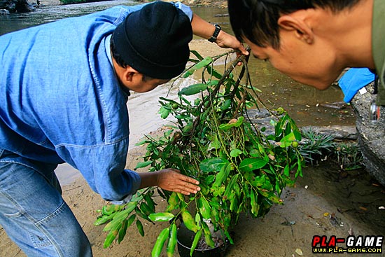 พิเศษหน่อยตรงไข่มดแดง.