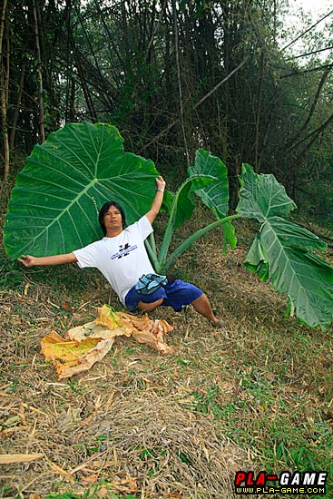 หมีทั้งตัว 